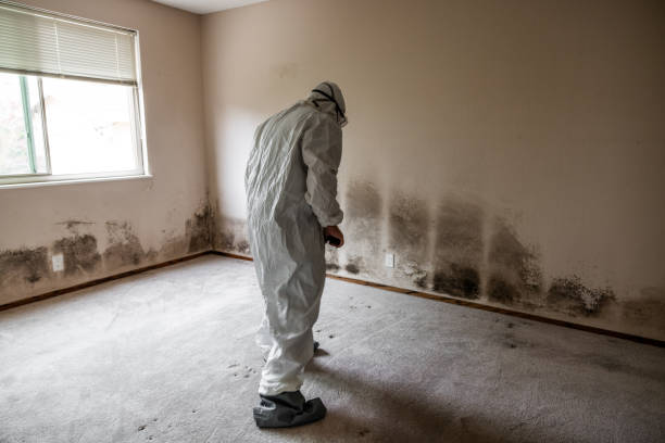 Best Mold Damage Restoration  in Baldwin, FL